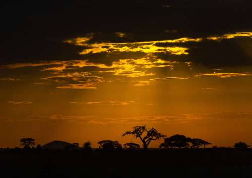 Sunset on acacias, Kajiado County, Amboseli, Kenya