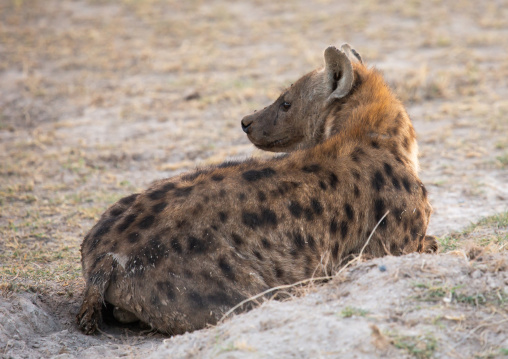 Spotted Hyena looking away, Kajiado County, Amboseli, Kenya