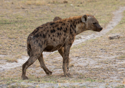 Spotted Hyena, Kajiado County, Amboseli, Kenya