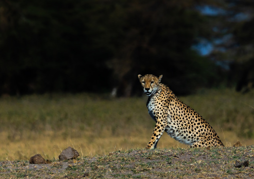 Cheetah (acinonyx jubatus) looking at camera, Kajiado County, Amboseli, Kenya