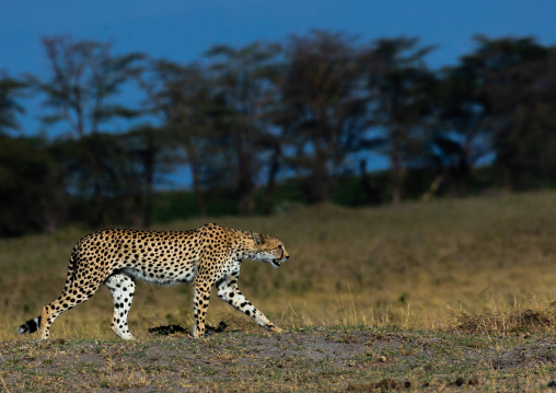 Cheetah (acinonyx jubatus) walking, Kajiado County, Amboseli, Kenya