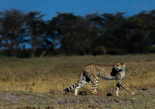 Cheetah (acinonyx jubatus) looking back, Kajiado County, Amboseli, Kenya