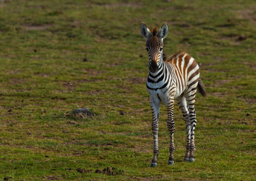 Baby zebra, Kajiado County, Amboseli, Kenya