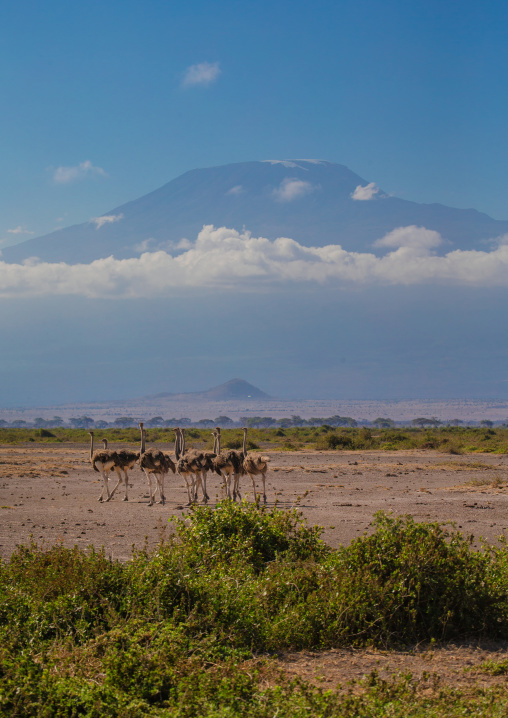 Group of ostriches (Struthio Camelus) in front of mount Kilimanjaro, Kajiado County, Amboseli, Kenya