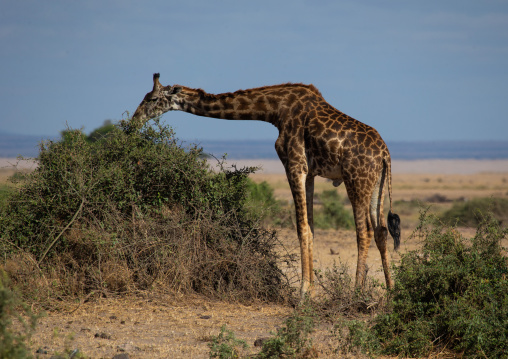 Giraffe (giraffa camelopardalis) eating, Kajiado County, Amboseli, Kenya