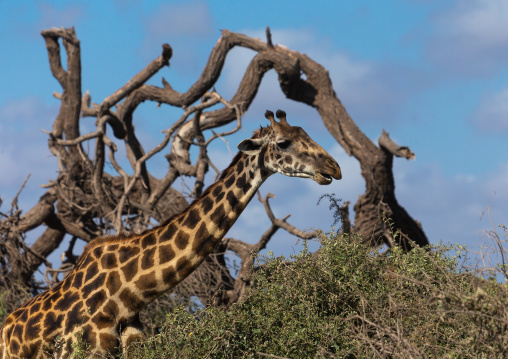 Giraffe (giraffa camelopardalis) in the bush, Kajiado County, Amboseli, Kenya