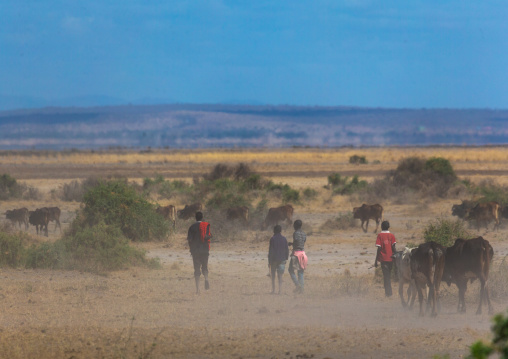 Maassai sheperds with cattle in the park, Kajiado County, Amboseli, Kenya