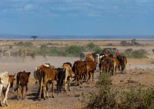 Maassai sheperds with cattle in the park, Kajiado County, Amboseli, Kenya