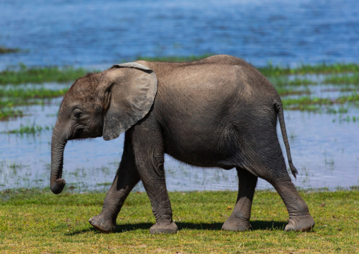 Baby Elephant (Loxodonta africana), Kajiado County, Amboseli, Kenya