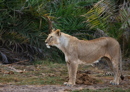 Lioness in palm trees, Kajiado County, Amboseli, Kenya