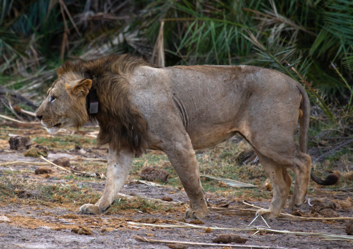 Lion with a GPS collar, Kajiado County, Amboseli, Kenya