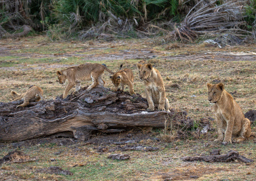 Lions family, Kajiado County, Amboseli, Kenya