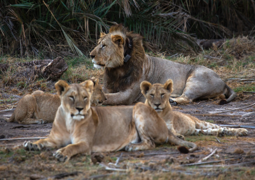 Lion with lionesses, Kajiado County, Amboseli, Kenya