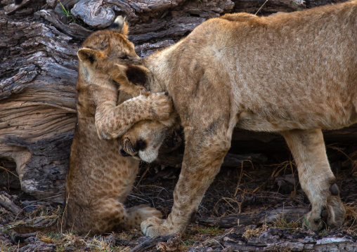 Lioness playing with her cub, Kajiado County, Amboseli, Kenya