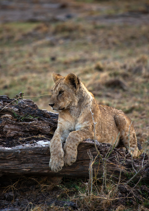 Lion Cub, Kajiado County, Amboseli, Kenya