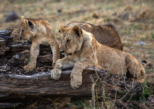 Lion Cubs, Kajiado County, Amboseli, Kenya