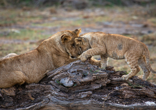 Lioness playing with her cub, Kajiado County, Amboseli, Kenya