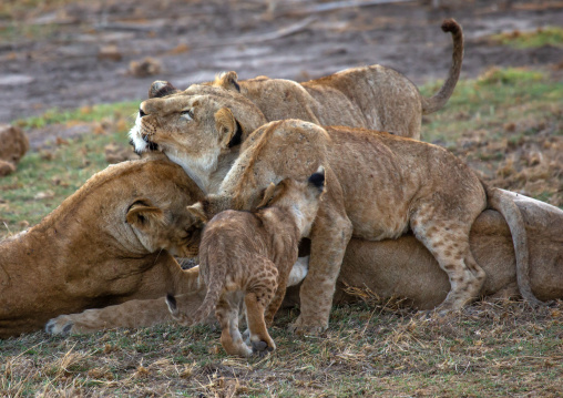 Lioness with her cubs, Kajiado County, Amboseli, Kenya