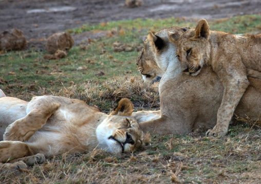 Tenderness time in a lions family, Kajiado County, Amboseli, Kenya