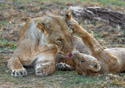 Tenderness time in a lions family, Kajiado County, Amboseli, Kenya