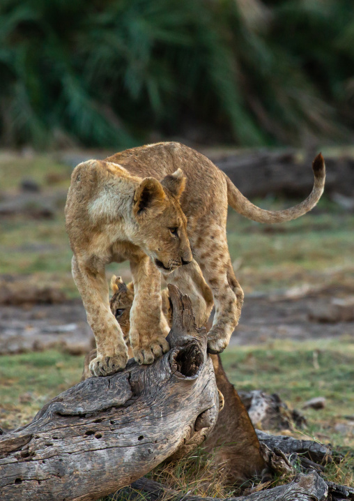 Lioness on a dead trunk, Kajiado County, Amboseli, Kenya