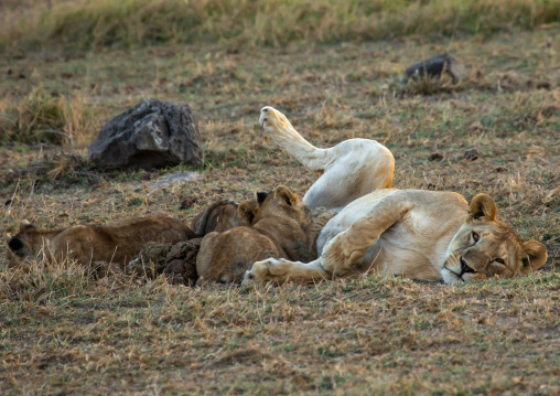 Lioness milking her cubs, Kajiado County, Amboseli, Kenya