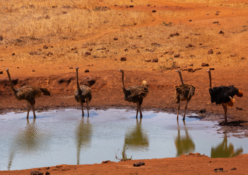 Ostriches in a water pond, Coast Province, Tsavo West National Park, Kenya