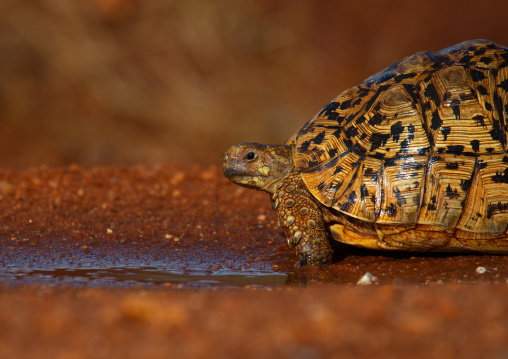 Leopard tortoise (Geochelone pardalis), Coast Province, Tsavo West National Park, Kenya