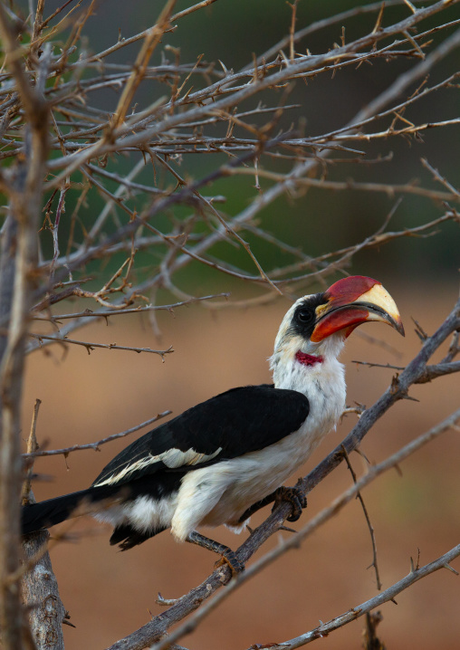 Red-billed Hornbill on a branch, Coast Province, Tsavo West National Park, Kenya