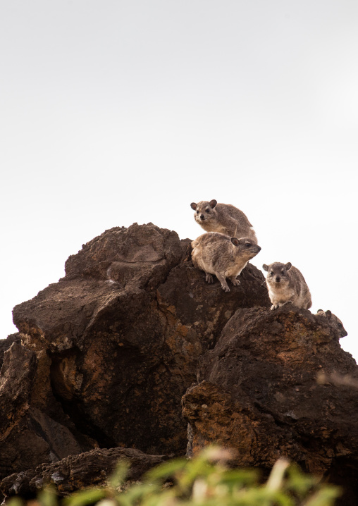 Rock hyrax (procavia capensis), Coast Province, Tsavo West National Park, Kenya