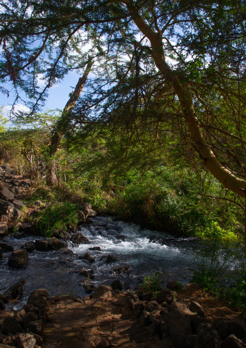 Mzima springs, Coast Province, Tsavo West National Park, Kenya