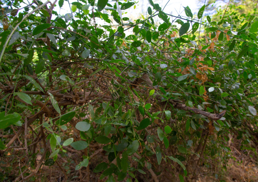 Salvadora persica toothbrush tree, Coast Province, Tsavo West National Park, Kenya