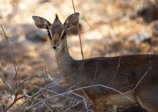 Dik-dik, Coast Province, Tsavo West National Park, Kenya