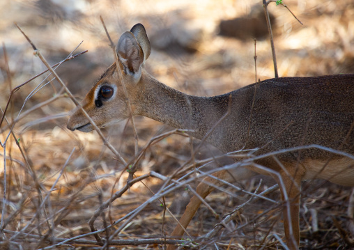 Dik-dik, Coast Province, Tsavo West National Park, Kenya