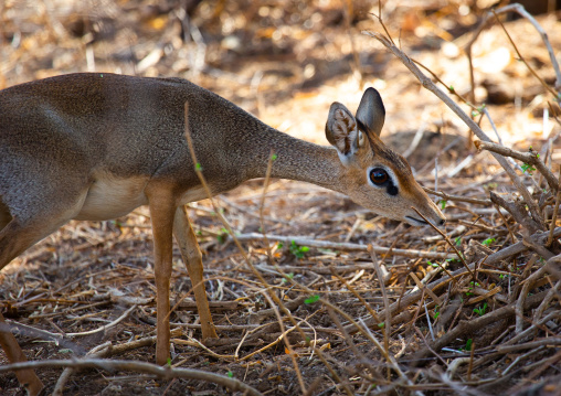 Dik-dik, Coast Province, Tsavo West National Park, Kenya