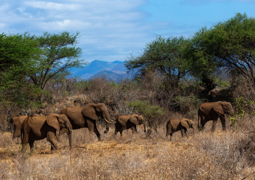 Herd of elephants (Loxodonta africana), Coast Province, Tsavo West National Park, Kenya