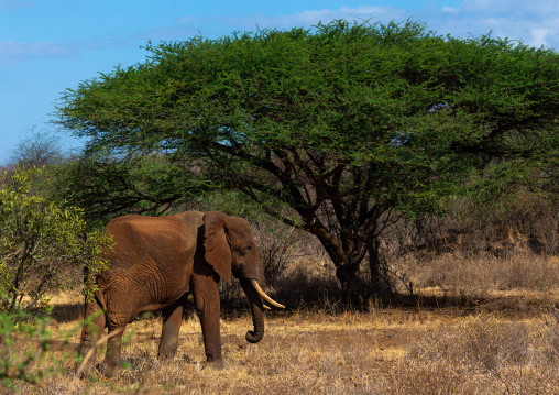 Elephant (Loxodonta africana), Coast Province, Tsavo West National Park, Kenya