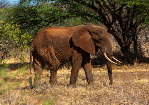 Elephant (Loxodonta africana), Coast Province, Tsavo West National Park, Kenya