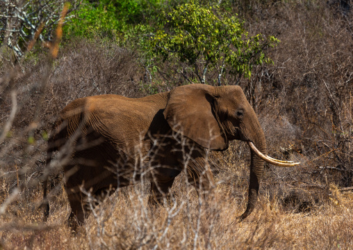 Elephant (Loxodonta africana), Coast Province, Tsavo West National Park, Kenya