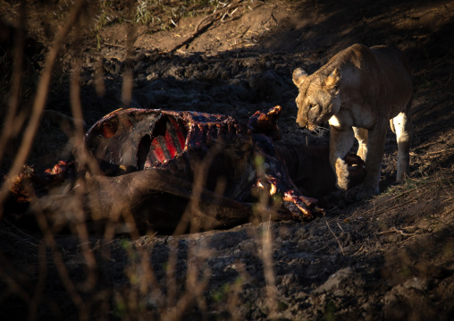 Lioness eating a buffalo carcass, Coast Province, Tsavo West National Park, Kenya