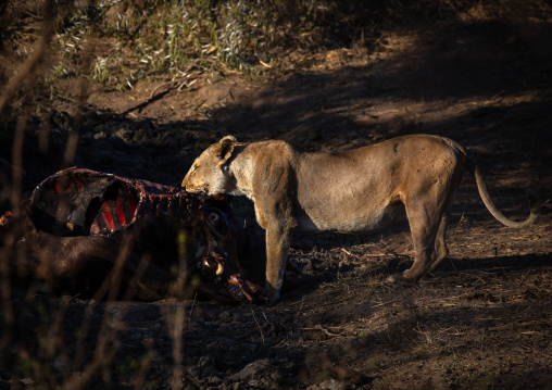 Lioness eating a buffalo carcass, Coast Province, Tsavo West National Park, Kenya