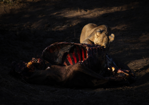 Lioness eating a buffalo carcass, Coast Province, Tsavo West National Park, Kenya