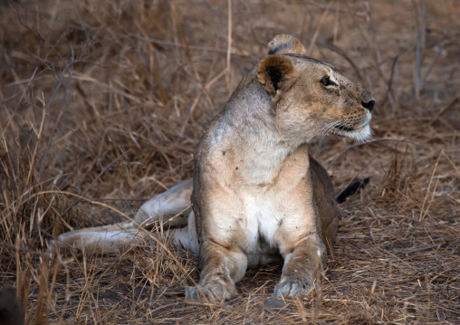 Lioness looking away, Coast Province, Tsavo West National Park, Kenya