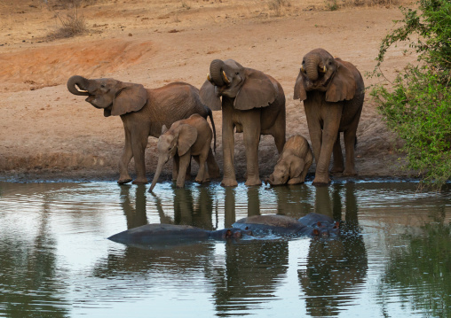 Elephants (Loxodonta africana) drinking in a lake, Coast Province, Tsavo West National Park, Kenya