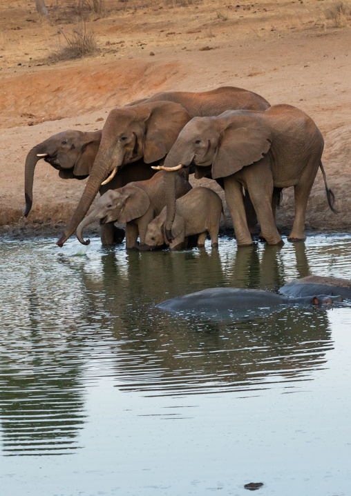 Elephants (Loxodonta africana) drinking in a lake, Coast Province, Tsavo West National Park, Kenya