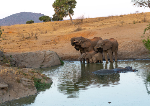 Elephants (Loxodonta africana) drinking in a lake, Coast Province, Tsavo West National Park, Kenya