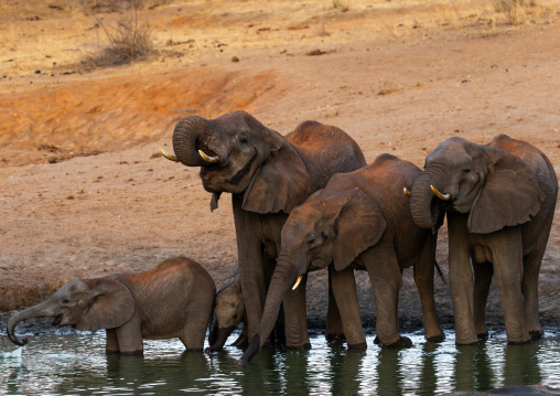 Elephants (Loxodonta africana) drinking in a lake, Coast Province, Tsavo West National Park, Kenya