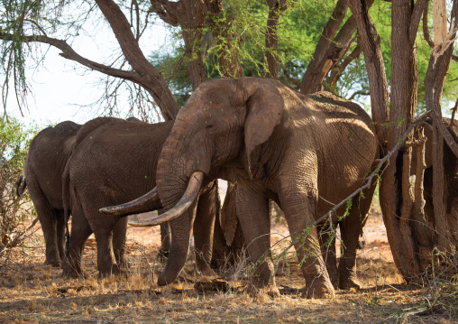 Herd of elephants (Loxodonta africana), Coast Province, Tsavo East National Park, Kenya