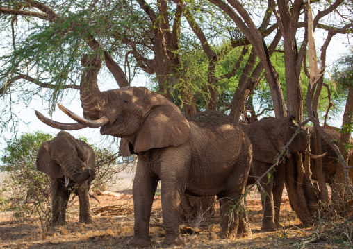Herd of elephants (Loxodonta africana), Coast Province, Tsavo East National Park, Kenya