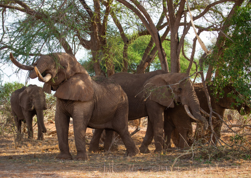 Herd of elephants (Loxodonta africana), Coast Province, Tsavo East National Park, Kenya